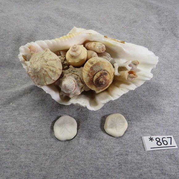 REAL Clam Shell Hippopus full of Sea Shells - Picture 1 of 11